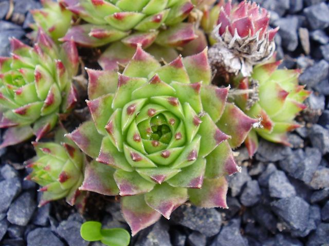 calcareum from Col Bayard