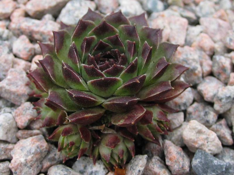calcareum from Col Bayard