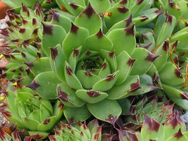 calcareum from Col Bayard