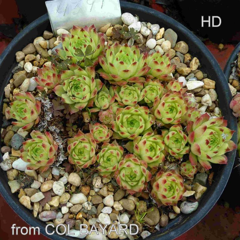 calcareum from Col Bayard