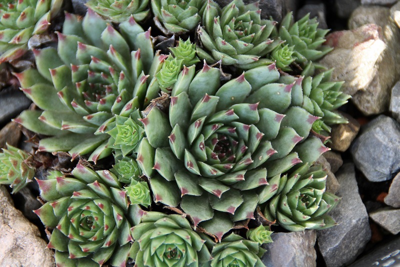 calcareum from Col Bayard