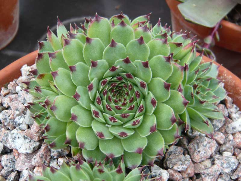 calcareum from Col Bayard