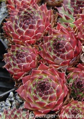 calcareum from Col Bayard