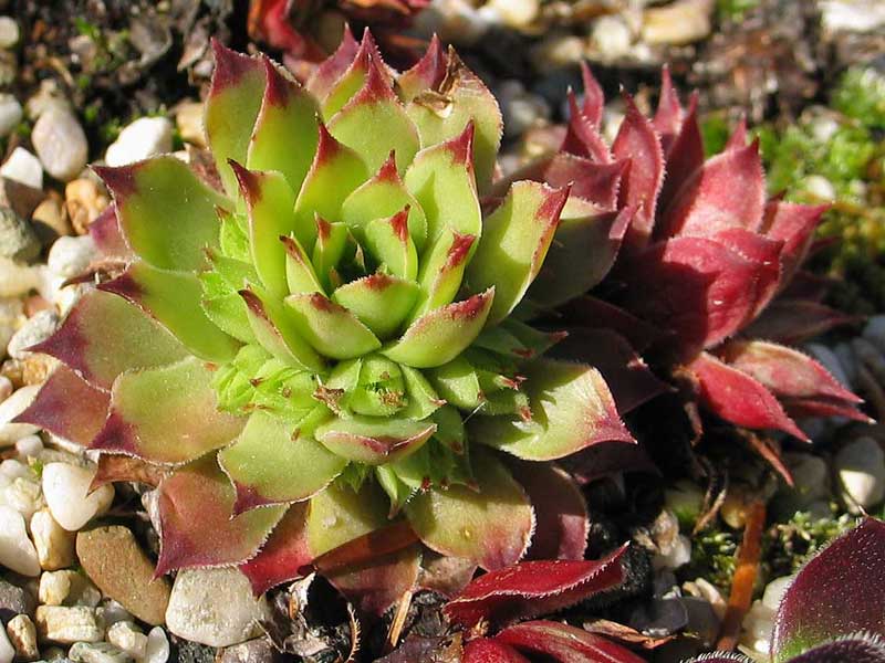 calcareum from La Vanoise