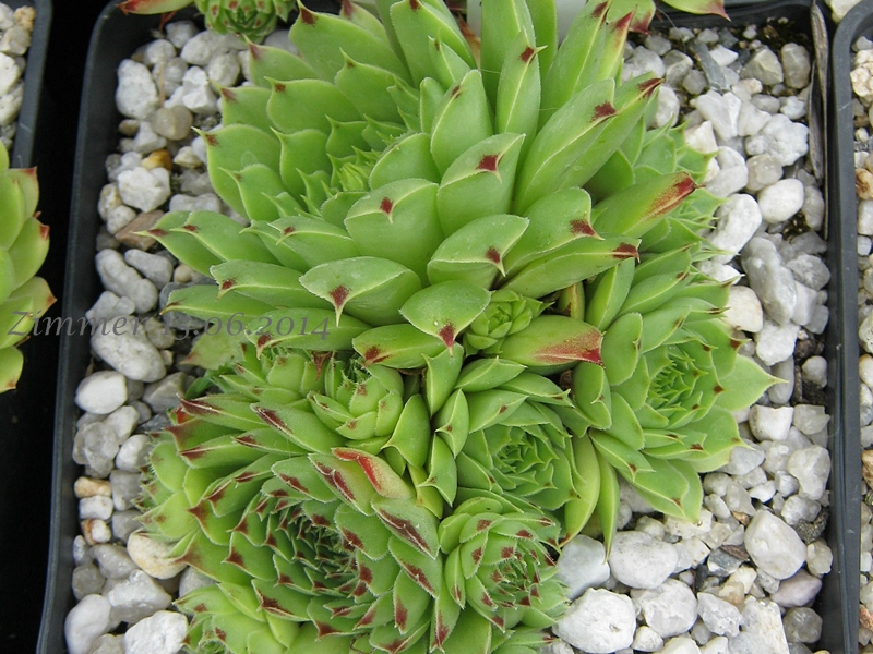 calcareum from La Vanoise