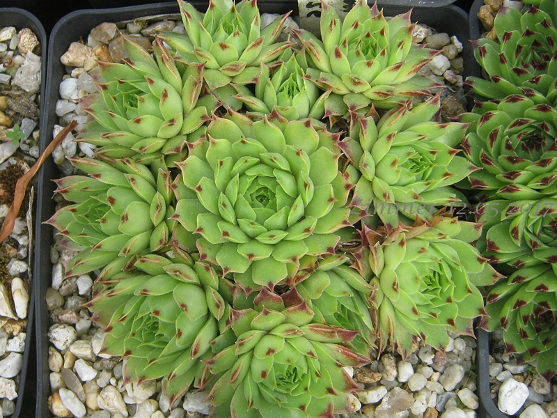 calcareum from La Vanoise