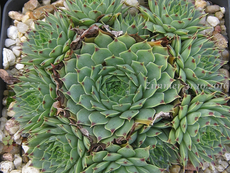 calcareum from La Vanoise