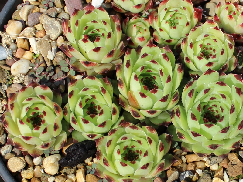 calcareum from Bourdeaux 1