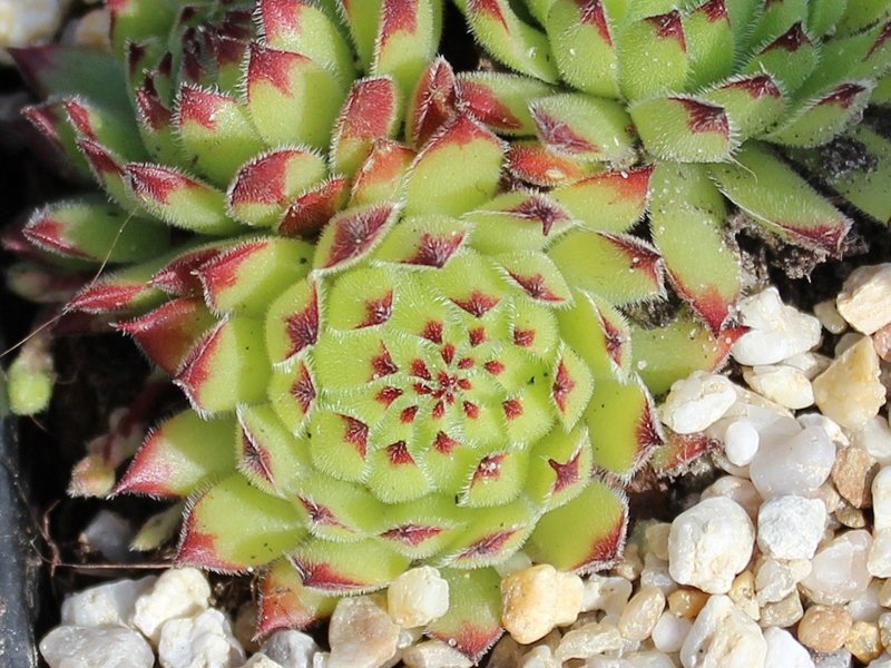 cantabricum x S. montanum