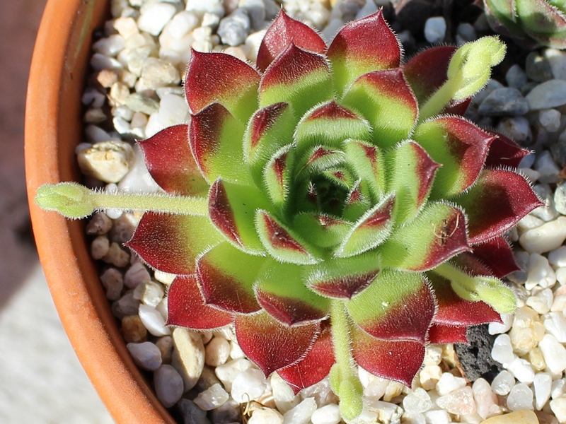 charadzeae