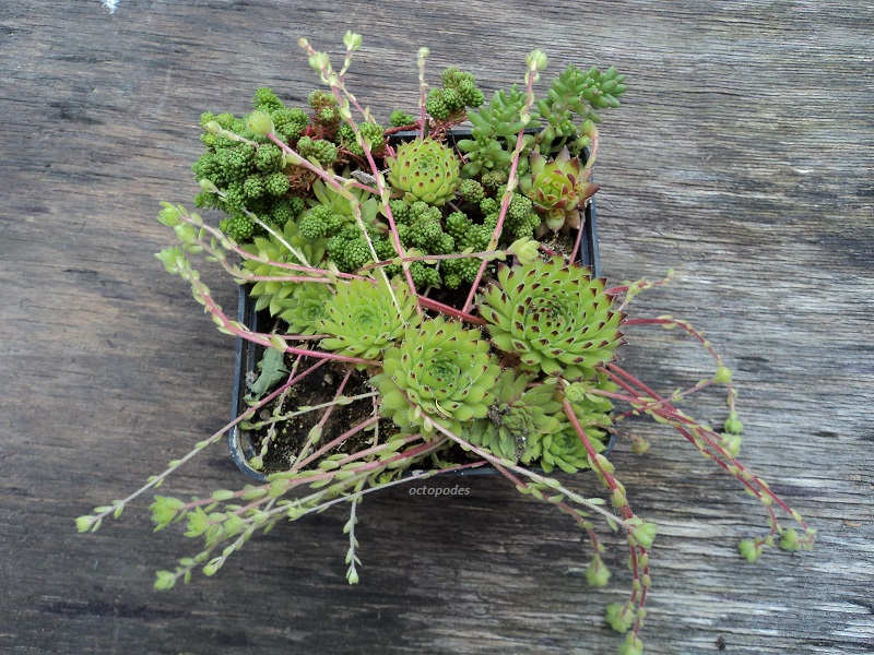 ciliosum ssp. octopodes (apetalum)