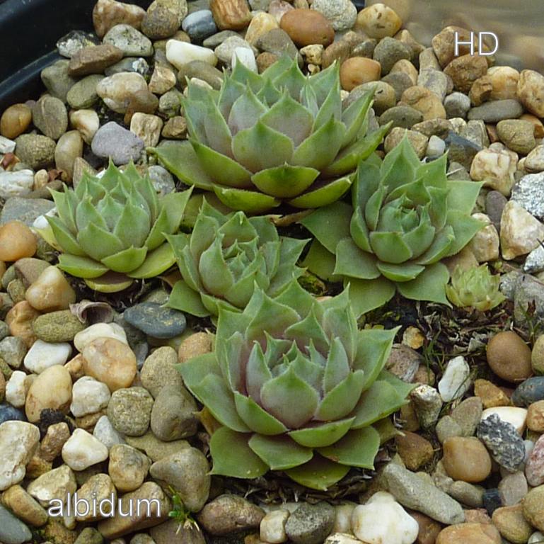comollii (albidum)