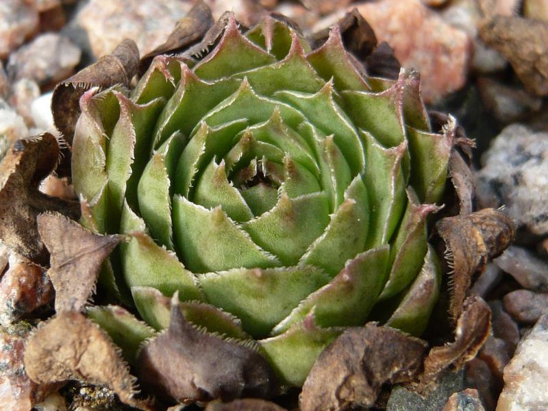 comollii (albidum)