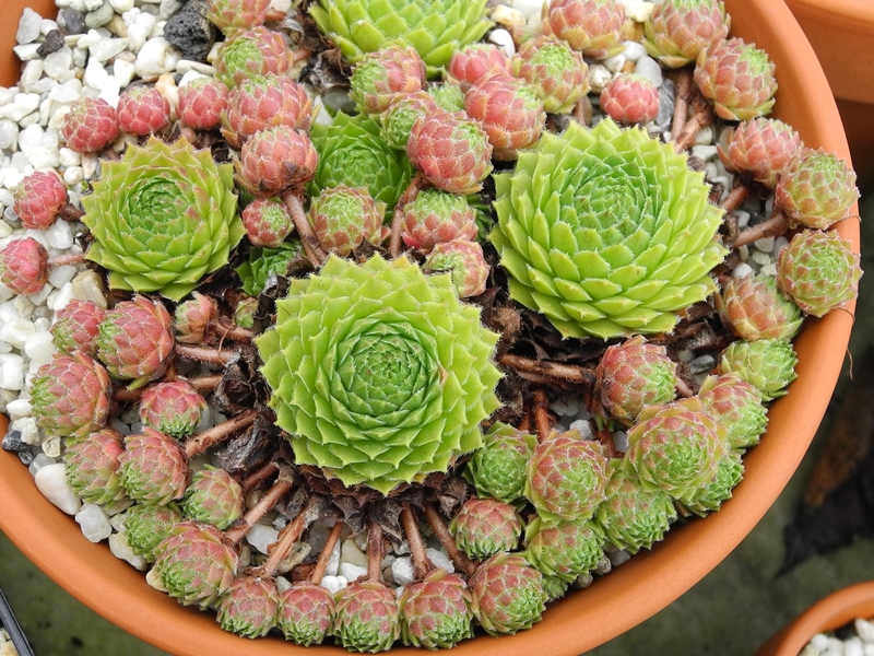 dolomiticum