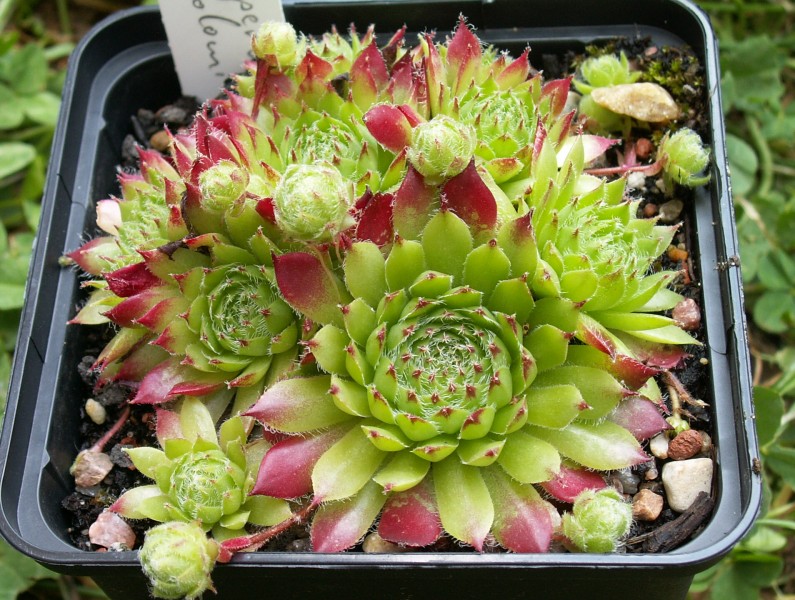 dolomiticum