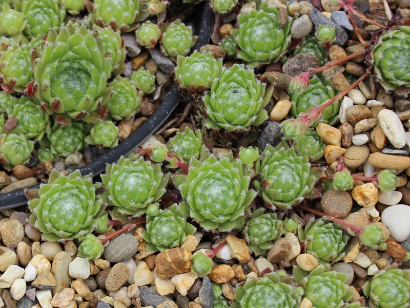 fauconnetii (x angustifolium)