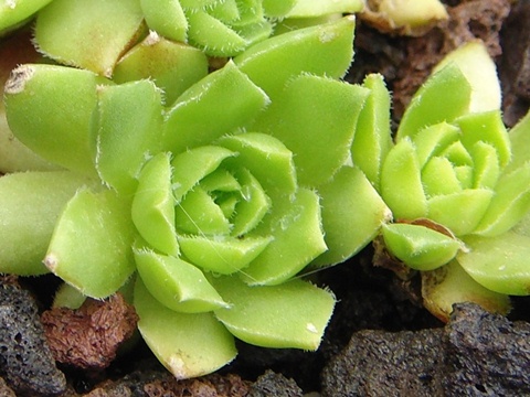 globiferum ssp. hirtum (glabrescens) from Beckov