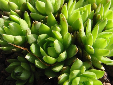 globiferum ssp. hirtum (glabrescens) from Trudovac