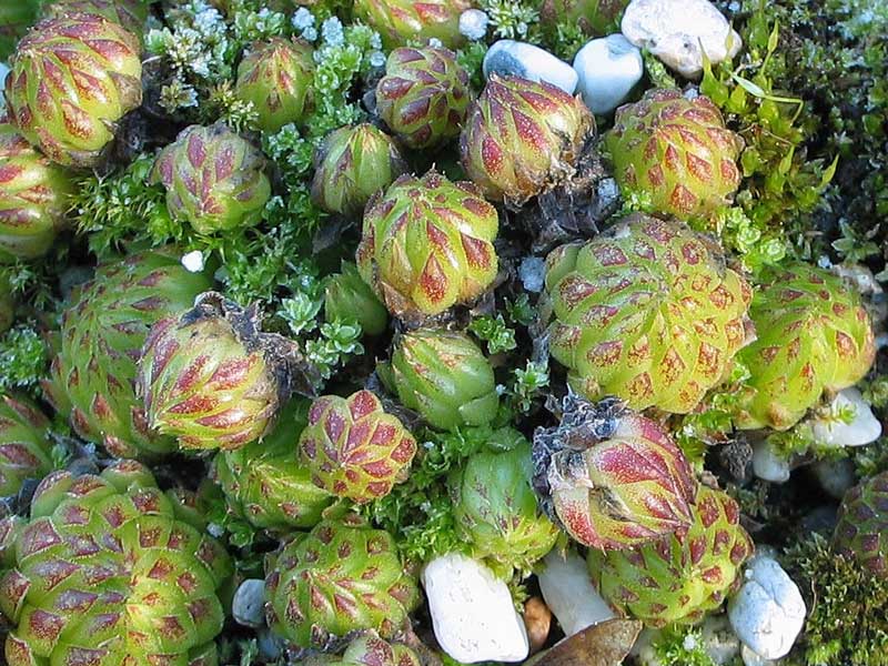 globiferum ssp. allionii from Gorges sup. du Cians