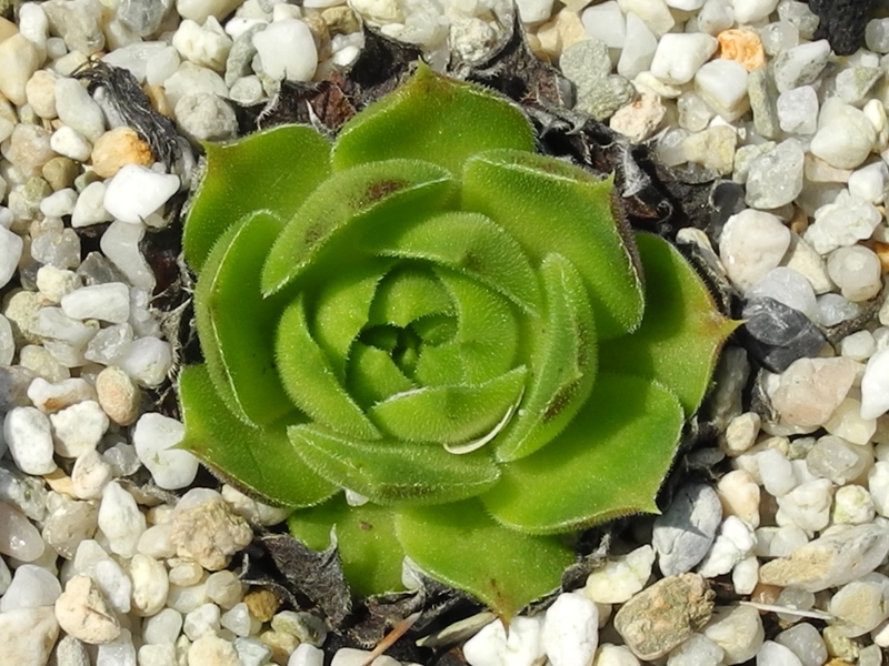 heuffelii from Stara Planina