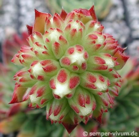 heuffelii (glabrum) from "Anthoborio"