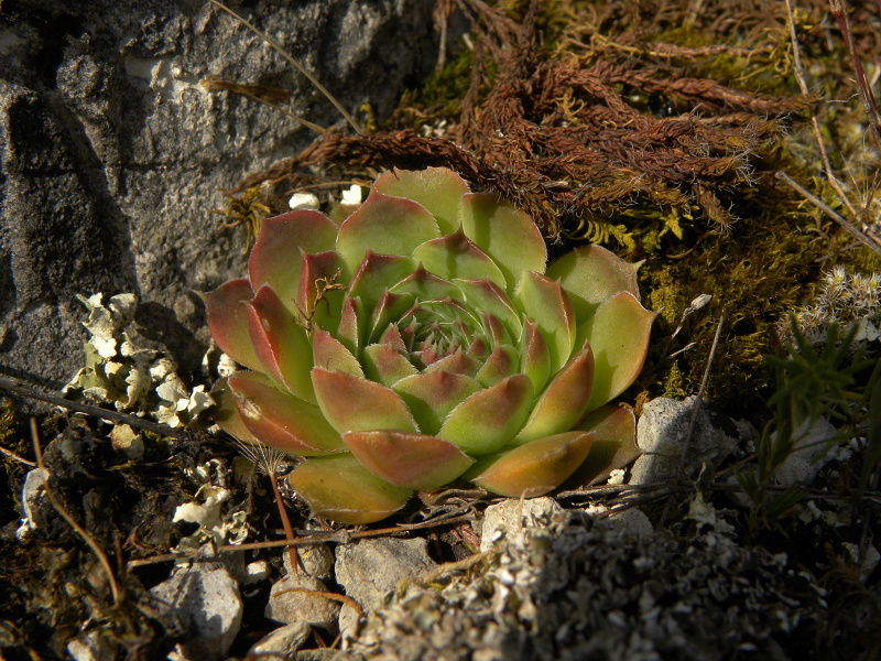 heuffelii (glabrum) from Cikavac