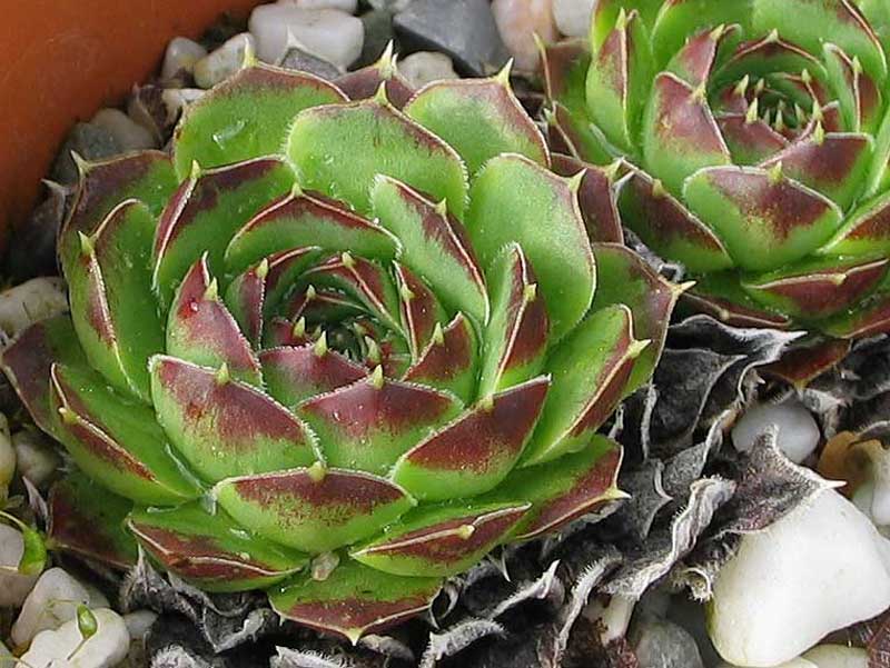 heuffelii from "Anthomorica"
