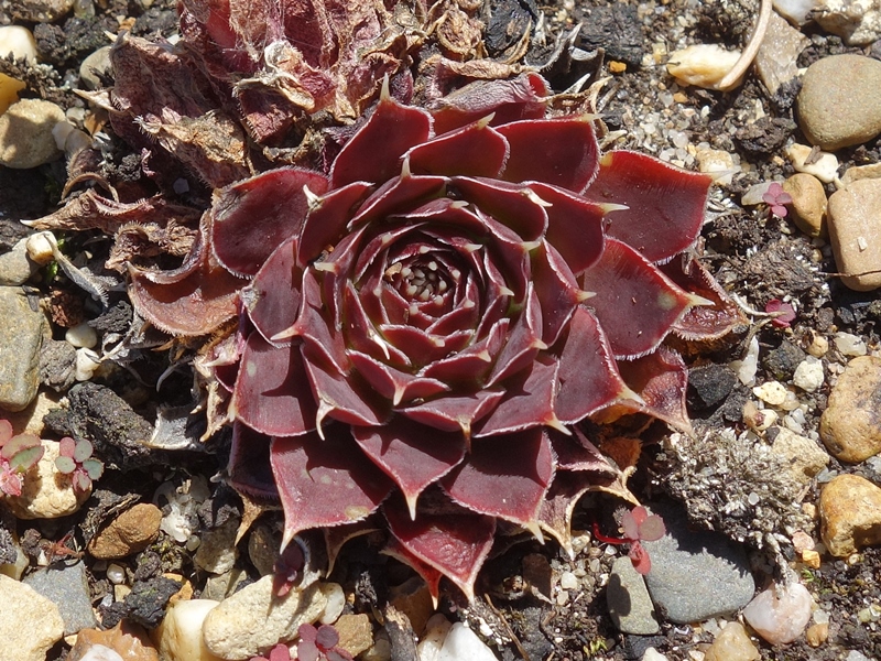 Korspelse Arlgard