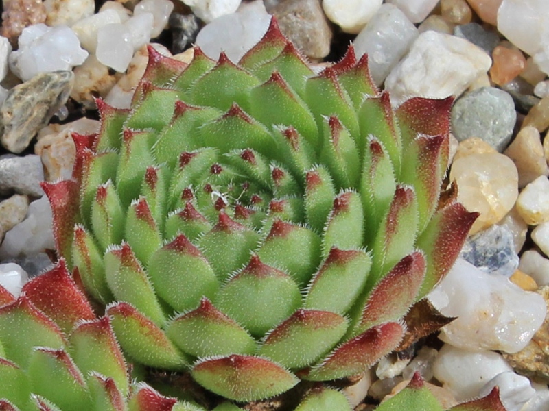 montanum x S. pittonii