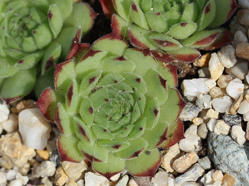 montanum x S. pittonii