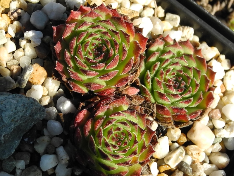 montanum x S. pittonii