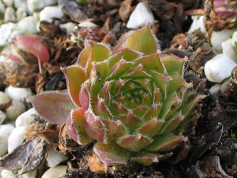 morellianum