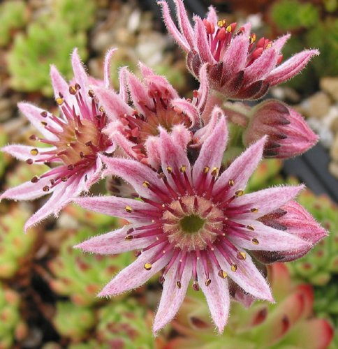 ossetiense