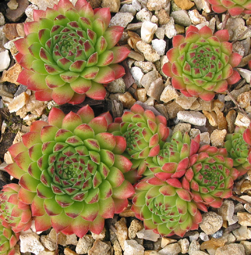 ossetiense