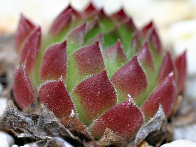 ossetiense