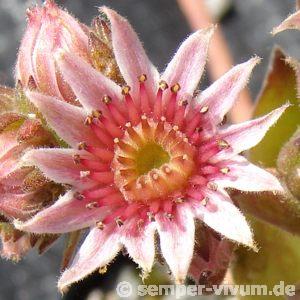 ossetiense