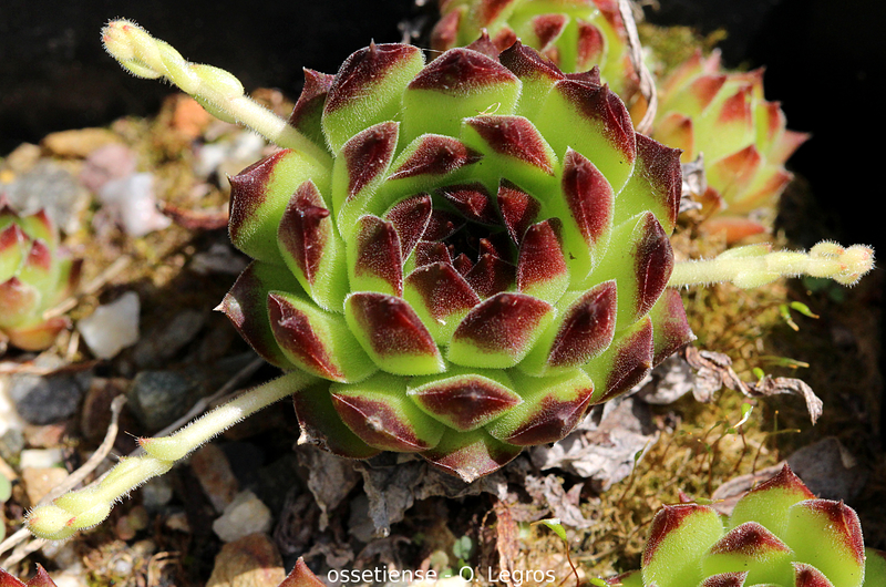 ossetiense