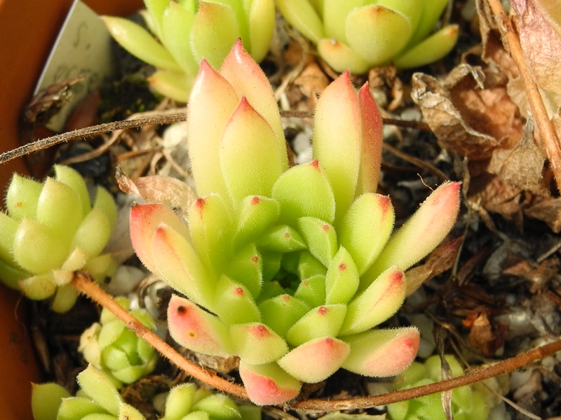 ossetiense