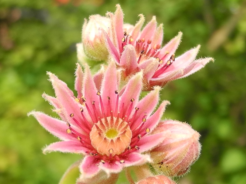 ossetiense