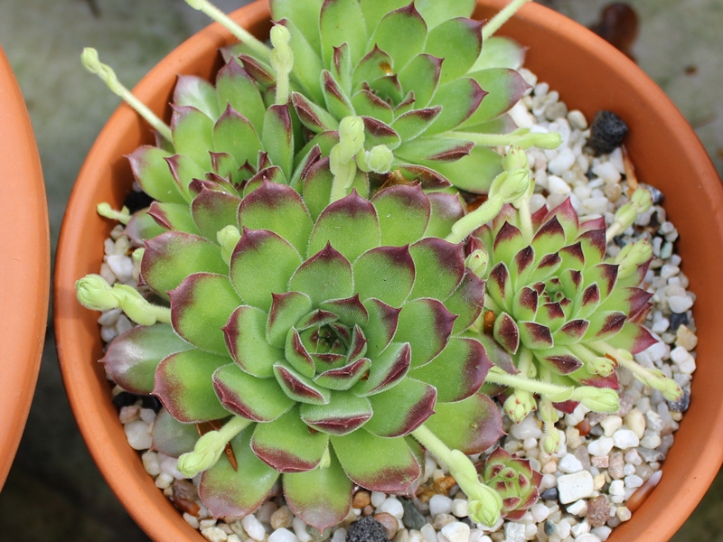 ossetiense