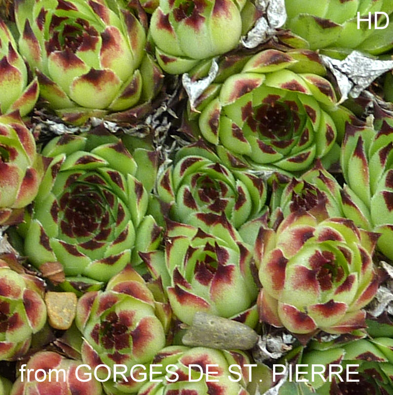 calcareum from Gorges de St Pierre