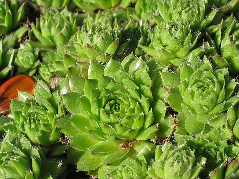 pumilum x S. ingwersenii