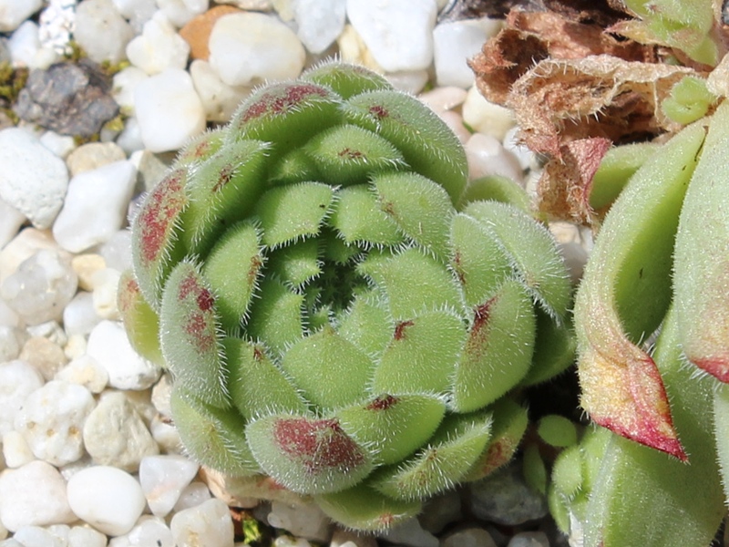 ruthenicum from Dolni Pasarel