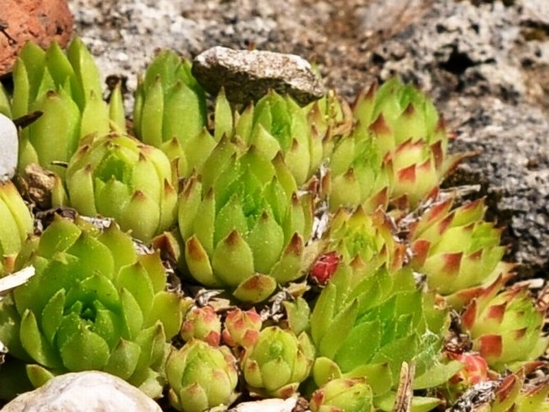 marmoreum ssp. reginae-amaliae (macedonicum)
