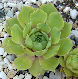tectorum var. tectorum (decoloratum) from Culoz