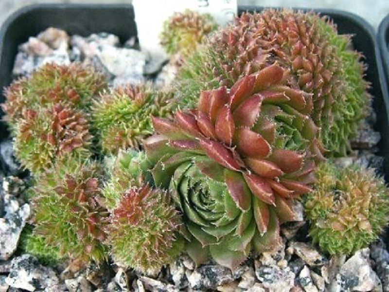 Bedivere Crested