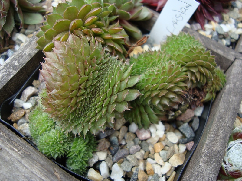 Bedivere Crested