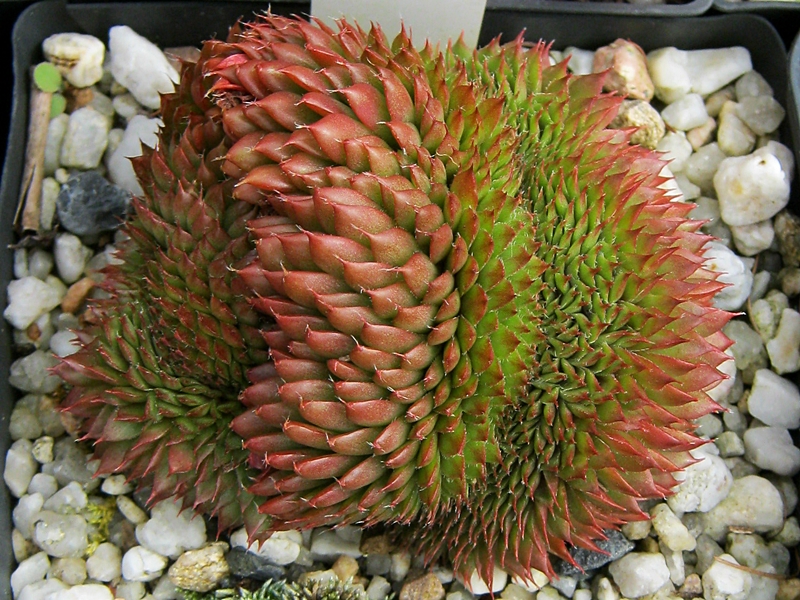 Bedivere Crested