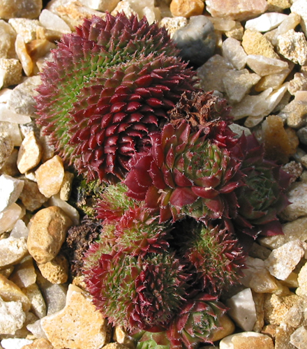 Bedivere Crested