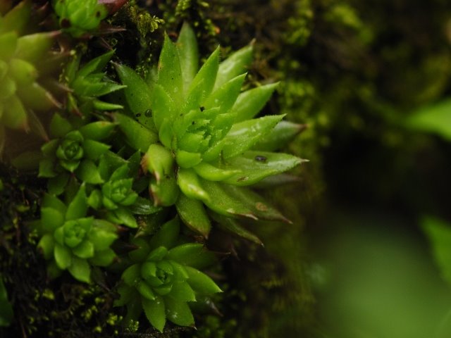 globiferum ssp. hirtum (preissianum) from Monkova dolina, Mitte